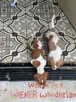 Boy CKC, a male Miniature Dachshund for sale in Harrison, AR – 5 of 5