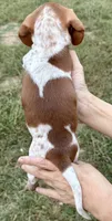 Boy (CKC), a male Miniature Dachshund for sale in Harrison, AR – 5 of 6