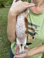 Boy (CKC), a male Miniature Dachshund for sale in Harrison, AR – 6 of 6
