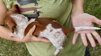 Boy (CKC), a male Miniature Dachshund for sale in Harrison, AR – 2 of 6