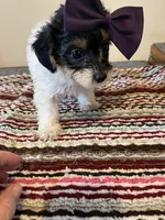 9963, a female Yorkshire Terrier and Poodle - Toy  for sale in Macomb, MO – 2 of 4