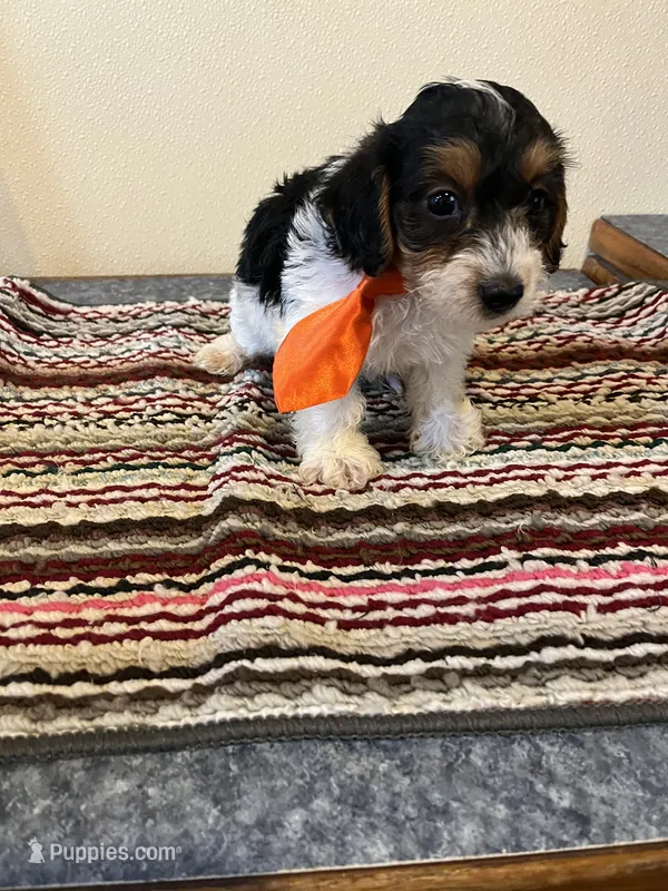 9961 – Yorkshire Terrier, Poodle - Toy  puppy for sale in Macomb, MO