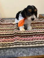 9961, a male Yorkshire Terrier and Poodle - Toy  for sale in Macomb, MO – 1 of 3