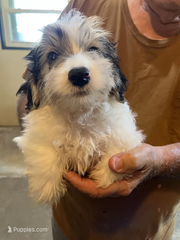 0363 – Yorkshire Terrier, Poodle - Miniature  puppy for sale in Macomb, MO