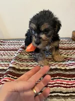 9939, a male Yorkshire Terrier and Poodle - Toy  for sale in Macomb, MO – 2 of 3