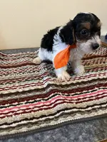 9961, a male Yorkshire Terrier and Poodle - Toy  for sale in Macomb, MO – 2 of 3