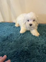 0364, a male Maltese for sale in Macomb, MO – 2 of 4