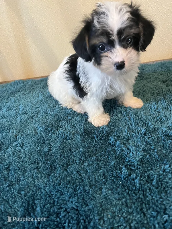 0366 – Yorkshire Terrier, Poodle - Miniature  puppy for sale in Macomb, MO