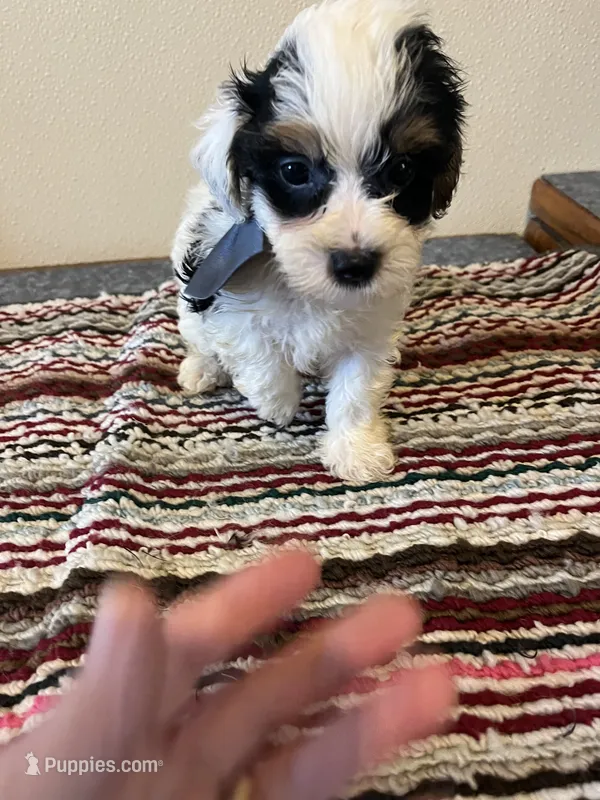 9935 – Yorkshire Terrier, Poodle - Toy  puppy for sale in Macomb, MO