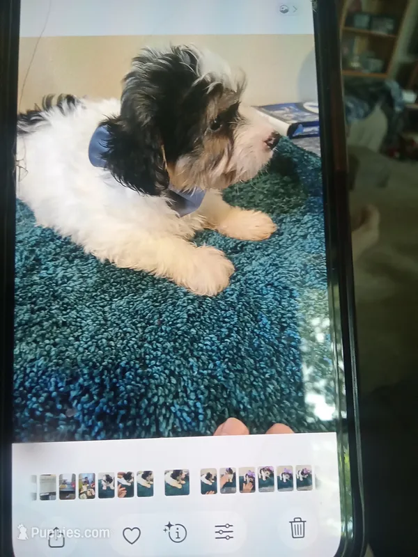 0363 – Yorkshire Terrier, Poodle - Miniature  puppy for sale in Macomb, MO