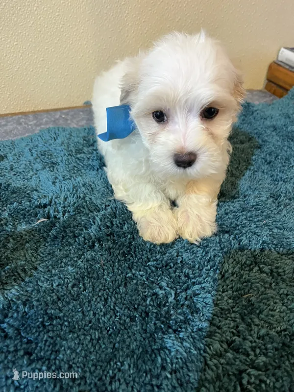 0097 – Maltipoo, Poodle - Miniature  puppy for sale in Macomb, MO
