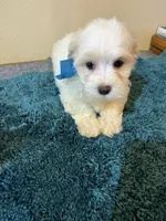 0097, a male Maltipoo and Poodle - Miniature  for sale in Macomb, MO – 1 of 3