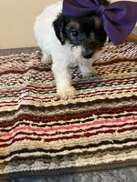 9963, a female Yorkshire Terrier and Poodle - Toy  for sale in Macomb, MO – 1 of 4