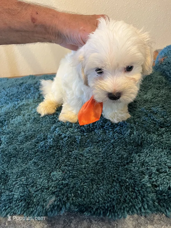 0361 – Maltese puppy for sale in Macomb, MO