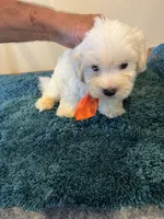 0361, a male Maltese for sale in Macomb, MO – 1 of 3