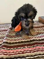 9939, a male Yorkshire Terrier and Poodle - Toy  for sale in Macomb, MO – 3 of 3