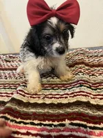 9937, a female Yorkshire Terrier for sale in Macomb, MO – 1 of 3
