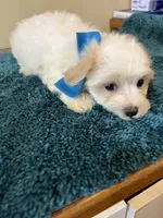 0097, a male Maltipoo and Poodle - Miniature  for sale in Macomb, MO – 3 of 3