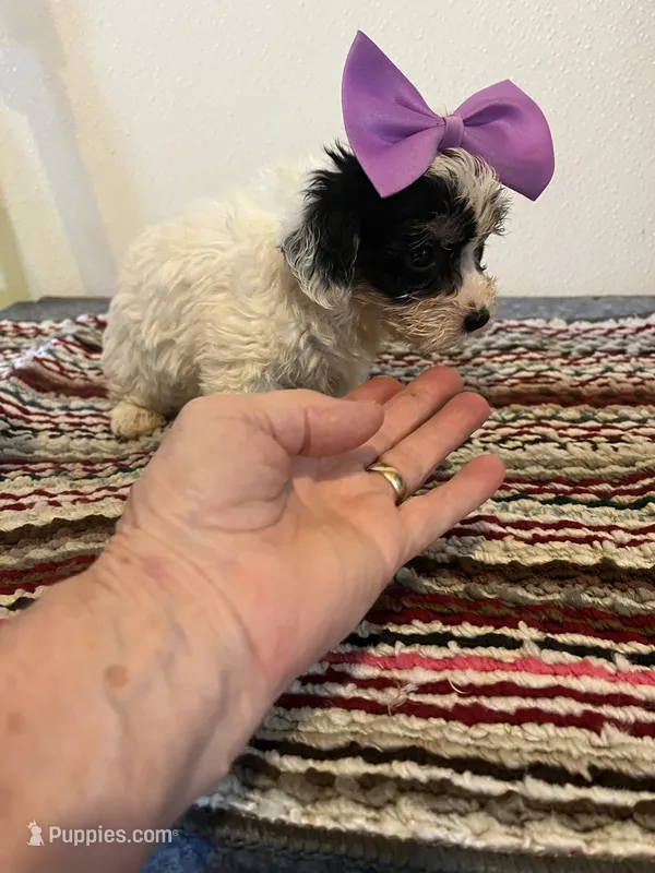 9936 – Yorkshire Terrier, Poodle - Toy  puppy for sale in Macomb, MO