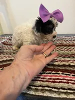 9936, a female Yorkshire Terrier and Poodle - Toy  for sale in Macomb, MO – 1 of 3