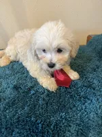 0369, a male Maltese for sale in Macomb, MO – 3 of 3