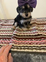 9934, a female Yorkshire Terrier for sale in Macomb, MO – 3 of 3