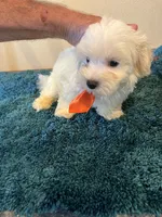 0361, a male Maltese for sale in Macomb, MO – 2 of 3