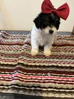 9960, a female Yorkshire Terrier and Poodle - Toy  for sale in Macomb, MO – 2 of 3