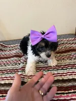 9964, a female Yorkshire Terrier and Poodle - Toy  for sale in Macomb, MO – 3 of 3