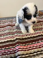 9935, a male Yorkshire Terrier and Poodle - Toy  for sale in Macomb, MO – 3 of 3