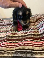 9938, a male Yorkshire Terrier and Poodle - Toy  for sale in Macomb, MO – 2 of 3