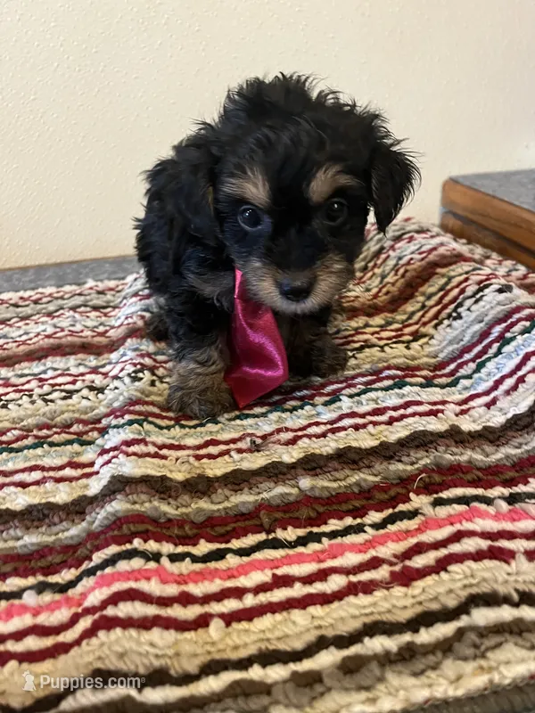 9938 – Yorkshire Terrier, Poodle - Toy  puppy for sale in Macomb, MO