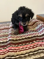 9938, a male Yorkshire Terrier and Poodle - Toy  for sale in Macomb, MO – 1 of 3