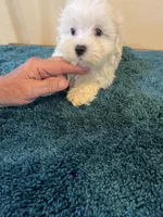 0364, a male Maltese for sale in Macomb, MO – 3 of 4