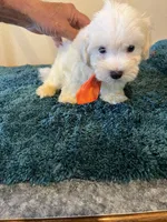 0361, a male Maltese for sale in Macomb, MO – 3 of 3