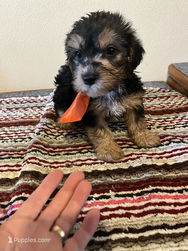 9939 – Yorkshire Terrier, Poodle - Toy  puppy for sale in Macomb, MO
