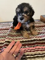 9939, a male Yorkshire Terrier and Poodle - Toy  for sale in Macomb, MO – 1 of 3
