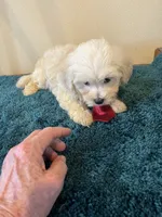 0369, a male Maltese for sale in Macomb, MO – 2 of 3