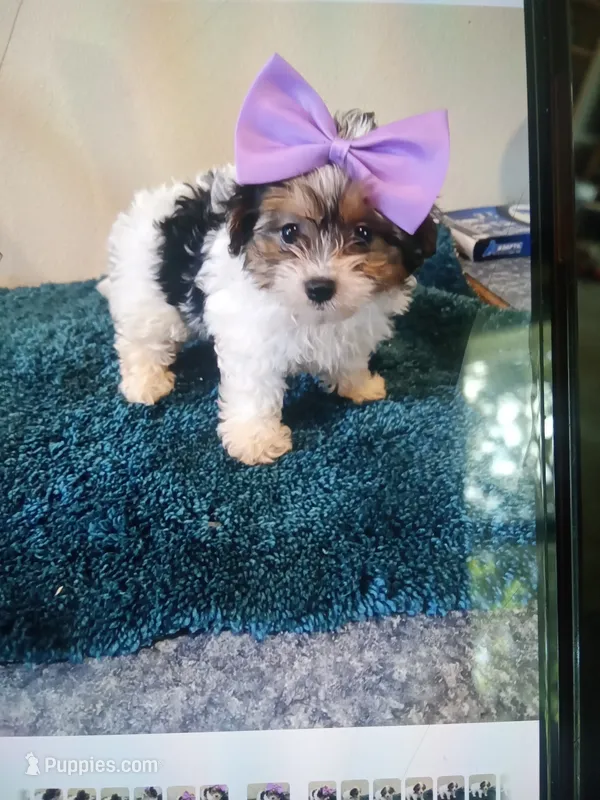 0362 – Yorkshire Terrier, Poodle - Miniature  puppy for sale in Macomb, MO