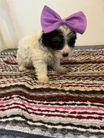 9936, a female Yorkshire Terrier and Poodle - Toy  for sale in Macomb, MO – 2 of 3