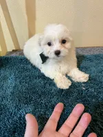 0096, a male Maltipoo and Poodle - Miniature  for sale in Macomb, MO – 3 of 3