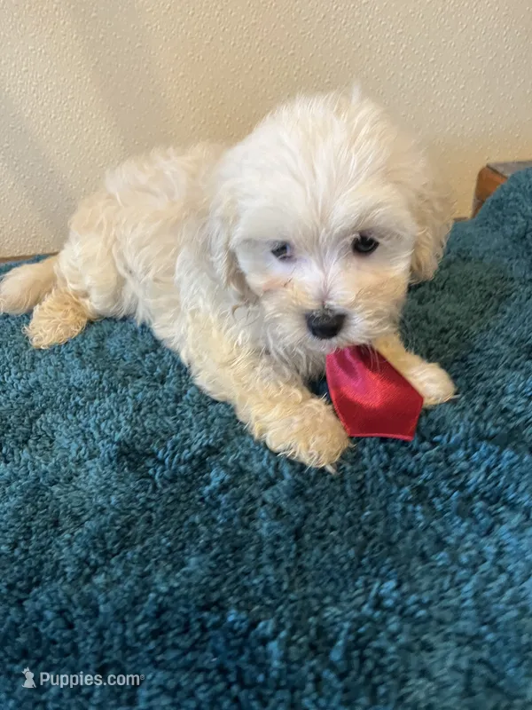0369 – Maltese puppy for sale in Macomb, MO