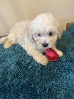 0369, a male Maltese for sale in Macomb, MO – 1 of 3