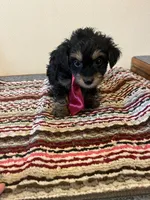 9938, a male Yorkshire Terrier and Poodle - Toy  for sale in Macomb, MO – 3 of 3
