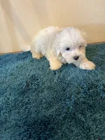 0364, a male Maltese for sale in Macomb, MO – 4 of 4