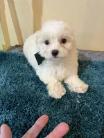 0096, a male Maltipoo and Poodle - Miniature  for sale in Macomb, MO – 2 of 3