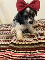 9937, a female Yorkshire Terrier for sale in Macomb, MO – 3 of 3