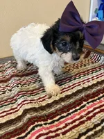 9963, a female Yorkshire Terrier and Poodle - Toy  for sale in Macomb, MO – 4 of 4