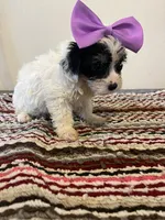 9936, a female Yorkshire Terrier and Poodle - Toy  for sale in Macomb, MO – 3 of 3