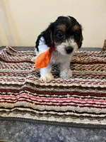 9961, a male Yorkshire Terrier and Poodle - Toy  for sale in Macomb, MO – 3 of 3
